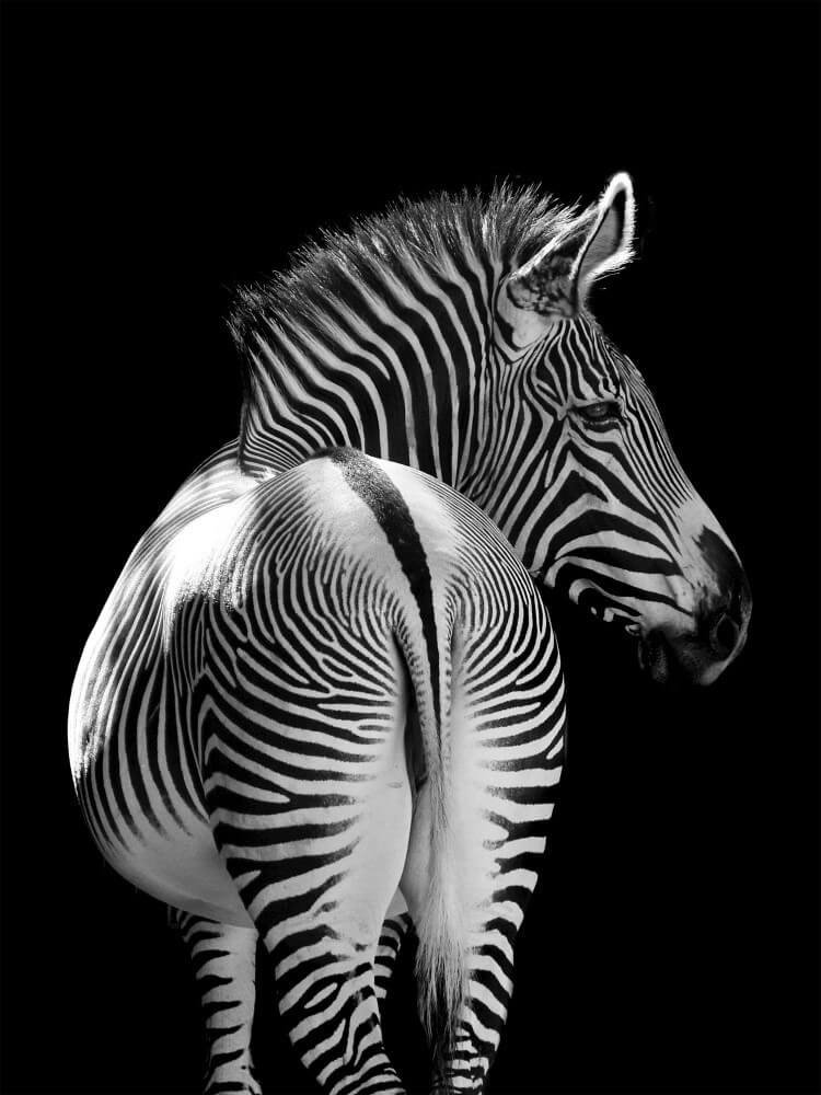 logica Benadrukken Indiener Achterkant van een Afrikaanse zebra in zwart-wit • 60 x 80 cm •  Glazenschilderijen.nl