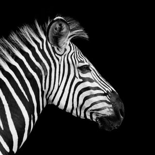 Zebra schilderij
