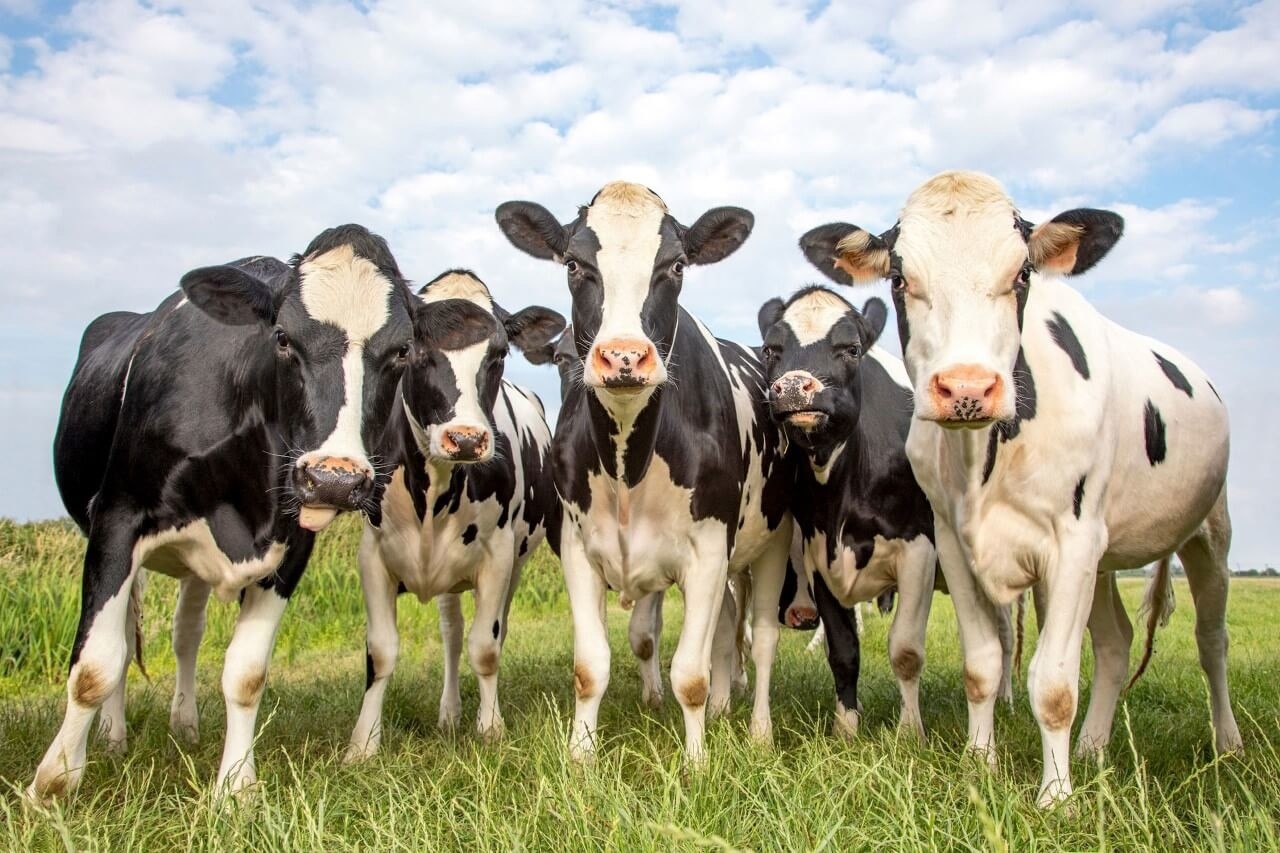 Groep koeien blij en vrolijk samen in het veld • 120 x 80 • Glazenschilderijen.nl