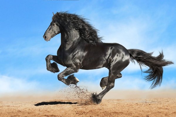 Galopperend zwart paard • x cm Glazenschilderijen.nl