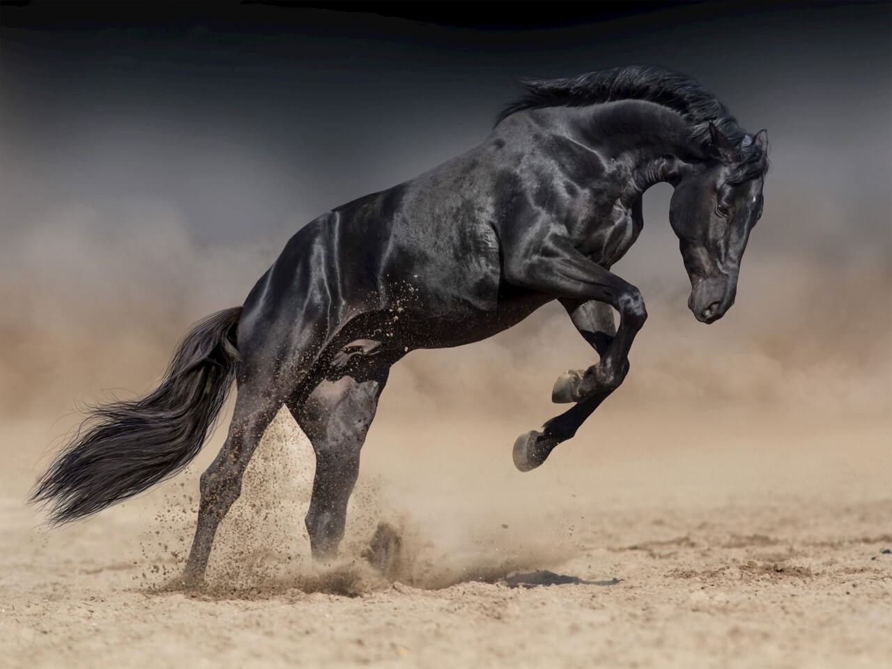Steigerend zwart paard • 120 90 •