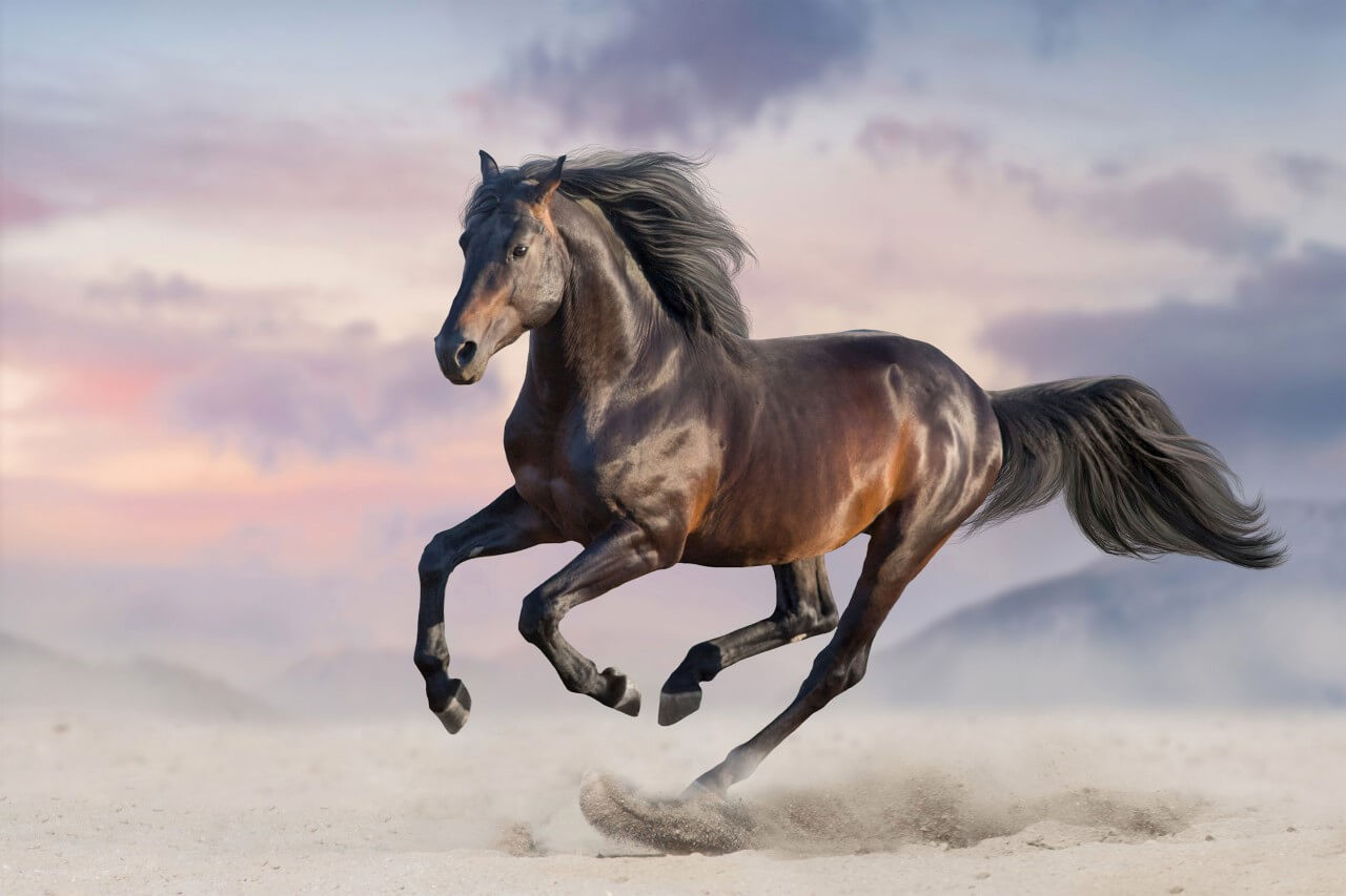 Paard Opera intellectueel Paard lopend in galop in woestijnzand • 150 x 100 cm • Glazenschilderijen.nl