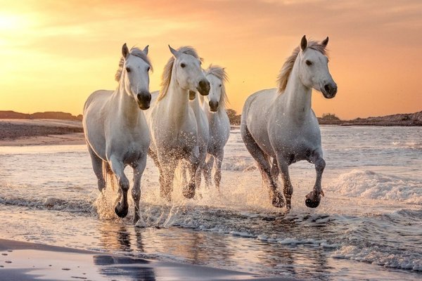 Noordoosten niet verwant Bende Witte paarden aan zee • 150 x 100 cm • Glazenschilderijen.nl