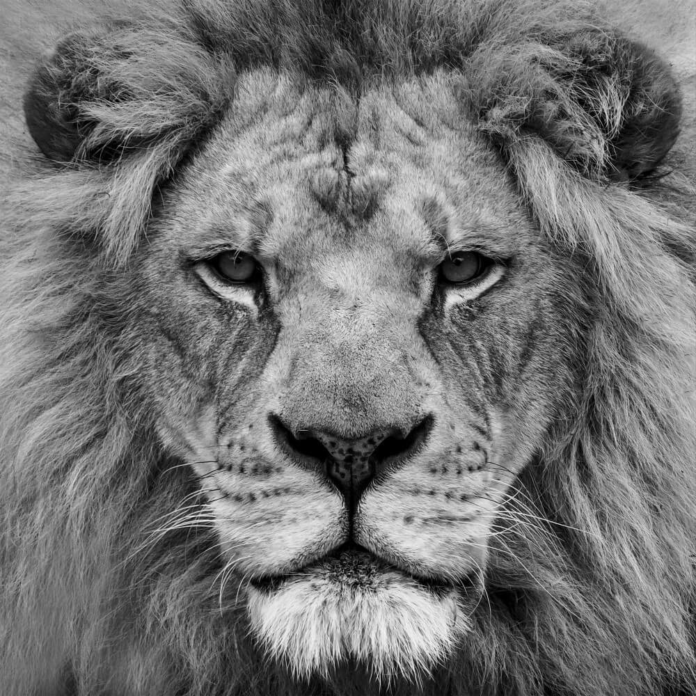 Portret van een prachtige Afrikaanse leeuw in zwart-wit Portret van een prachtige Afrikaanse leeuw in zwart-wit
