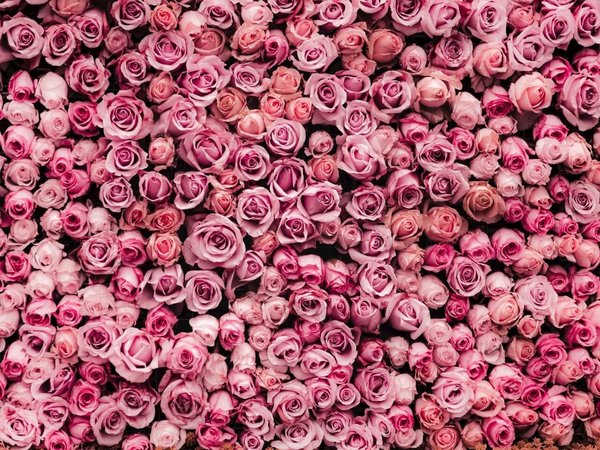 Bloemenmuur met roze rozen 80 60 cm • Glazenschilderijen.nl