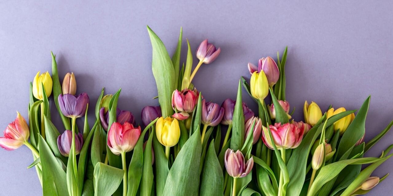 Kleurrijke tulpen op een paarse achtergrond • 100 x cm Glazenschilderijen.nl