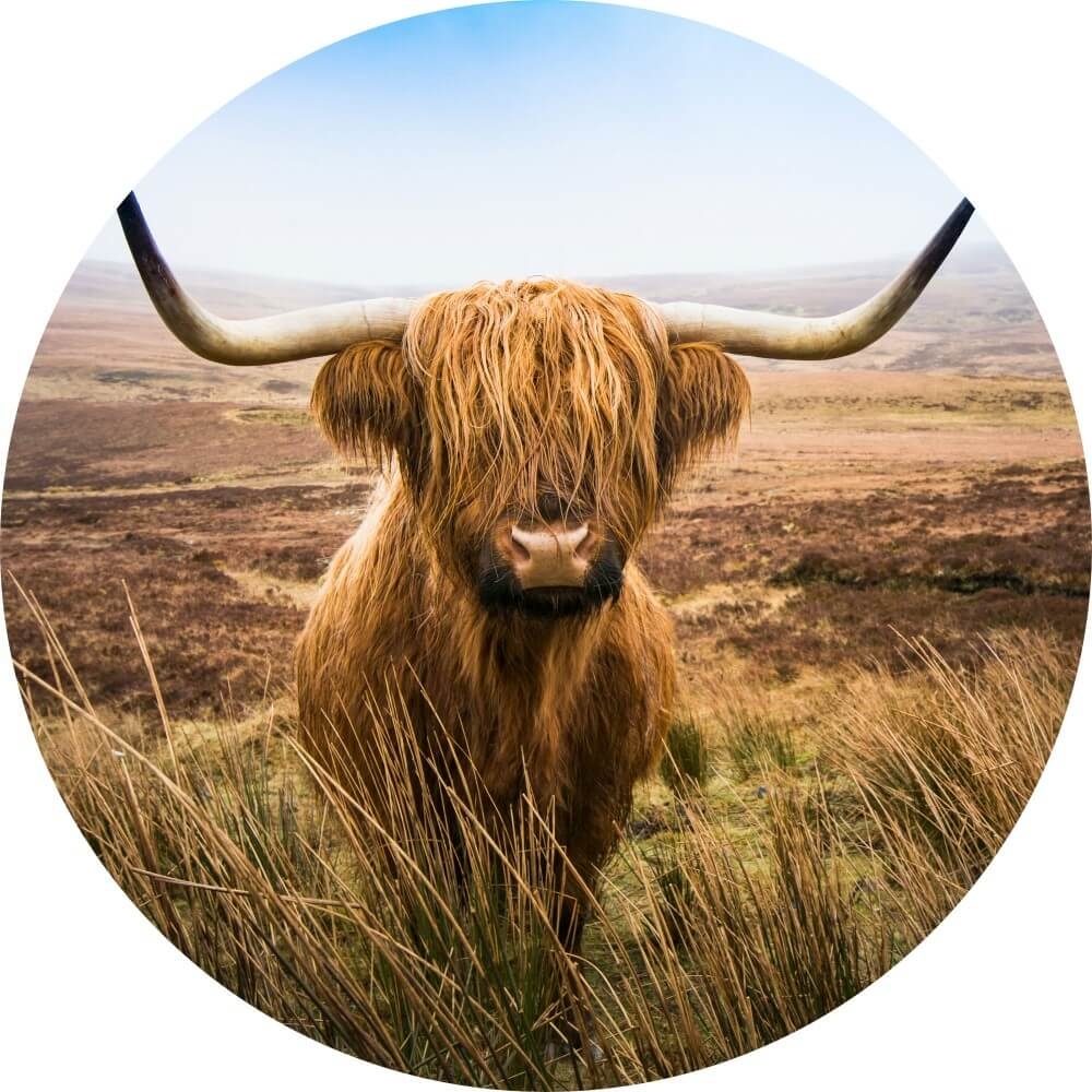 Ronde wanddecoratie Schotse hooglander in het veld kijkend naar de camera Ronde wanddecoratie Schotse hooglander in het veld kijkend naar de camera