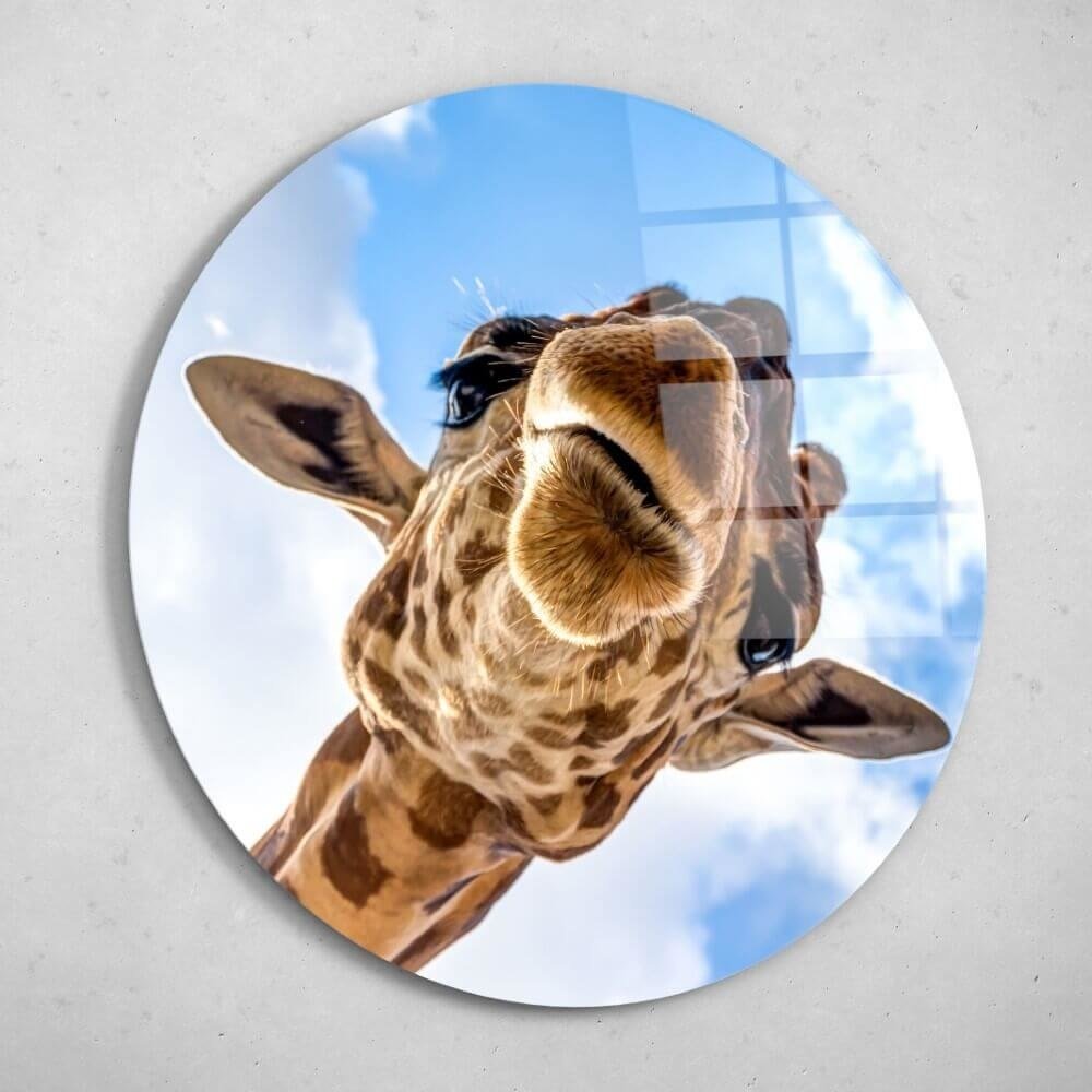 Schilderij Indrukwekkende close-up van een giraffe | Rond 50 cm glasschilderij Schilderij Indrukwekkende close-up van een giraffe | Rond 50 cm glasschilderij