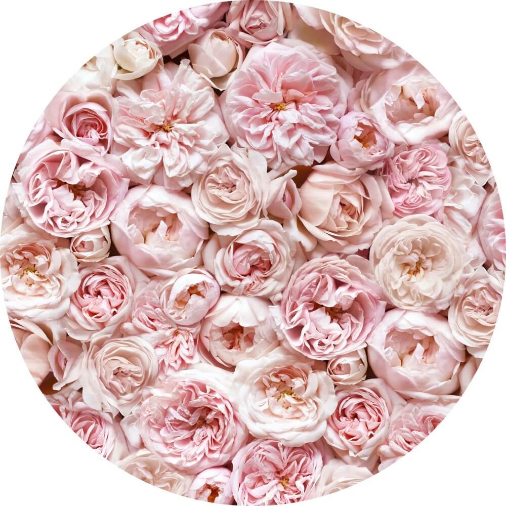 Muurcirkel Delicate bloeiende rozen Muurcirkel Delicate bloeiende rozen