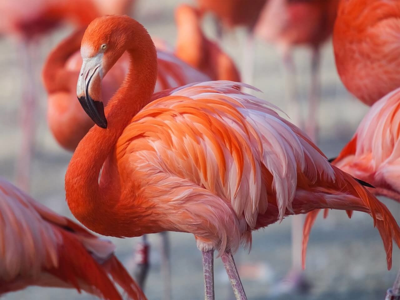 Kudde roze flamingo's • 80 x 60 cm • Glazenschilderijen.nl
