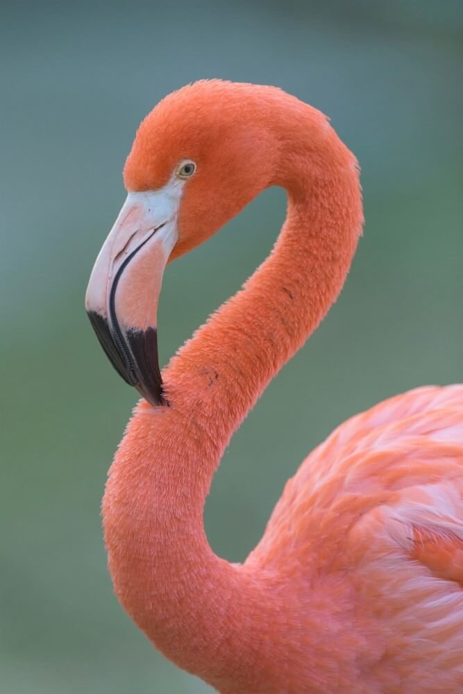 Schilderij Flamingo van dichtbij | 60 x 90 cm glasschilderij Schilderij Flamingo van dichtbij | 60 x 90 cm glasschilderij