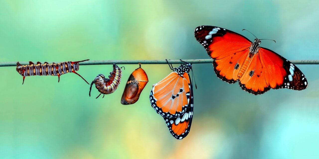 Transformatie van rups naar vlinder • 140 x 70 cm • Glazenschilderijen.nl