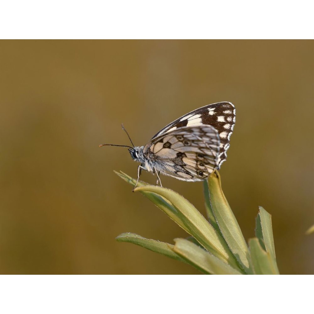 gemarmerde-witte-vlinder-op-een-grasspriet-100-x-75-cm