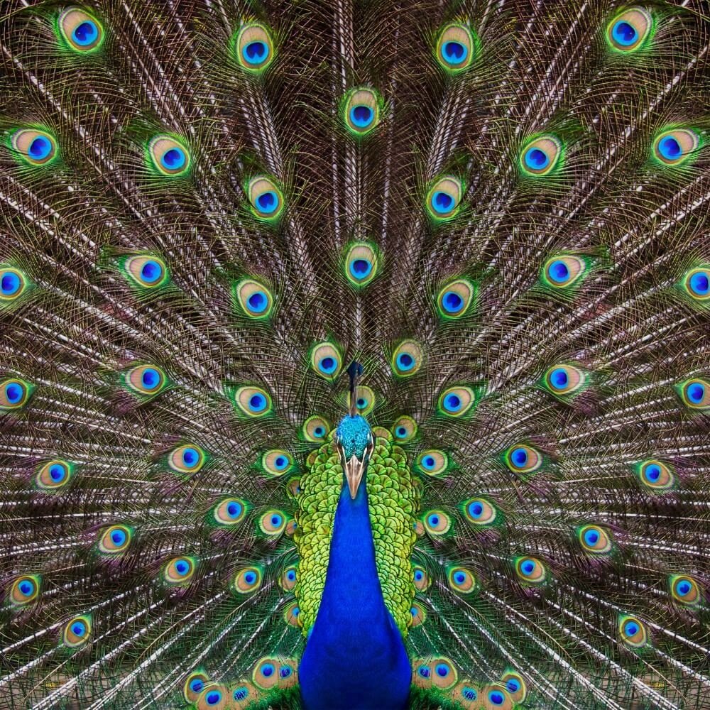 Schilderij Portret van een prachtige pauw | 80 x 80 cm glasschilderij Schilderij Portret van een prachtige pauw | 80 x 80 cm glasschilderij