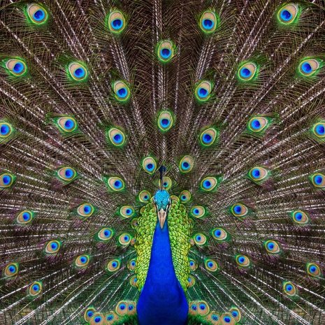 Schilderij Portret van een prachtige pauw | 80 x 80 cm glasschilderij Schilderij Portret van een prachtige pauw | 80 x 80 cm glasschilderij