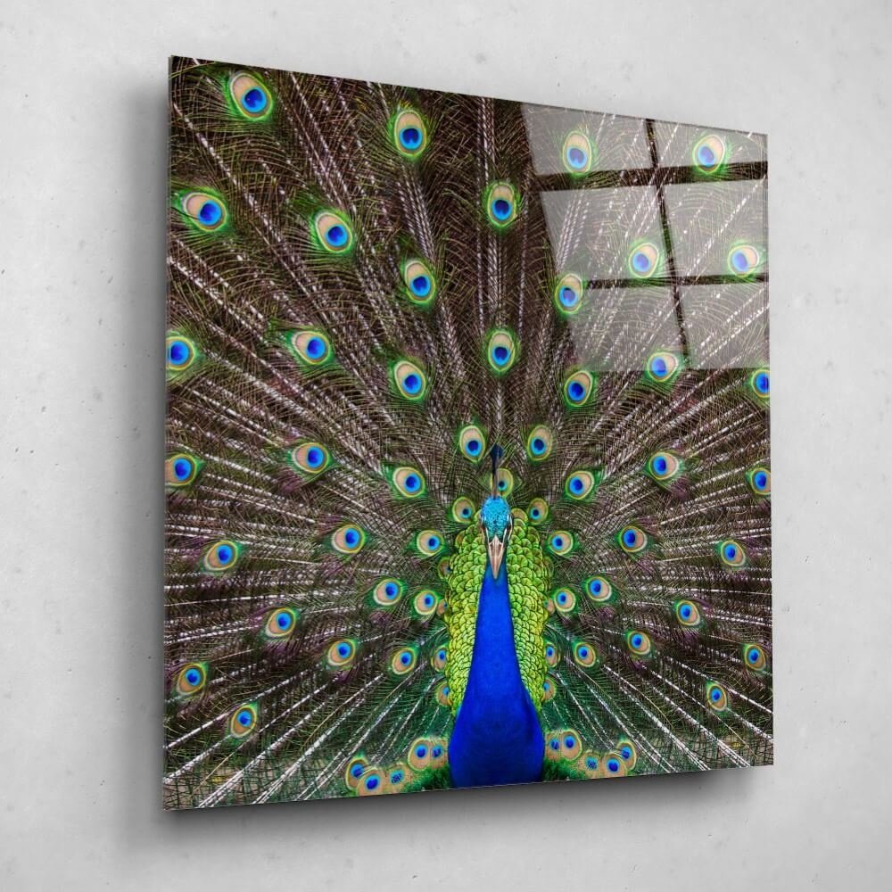 Schilderij Portret van een prachtige pauw | 80 x 80 cm glasschilderij Schilderij Portret van een prachtige pauw | 80 x 80 cm glasschilderij