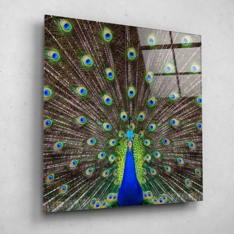 Schilderij Portret van een prachtige pauw | 80 x 80 cm glasschilderij Schilderij Portret van een prachtige pauw | 80 x 80 cm glasschilderij