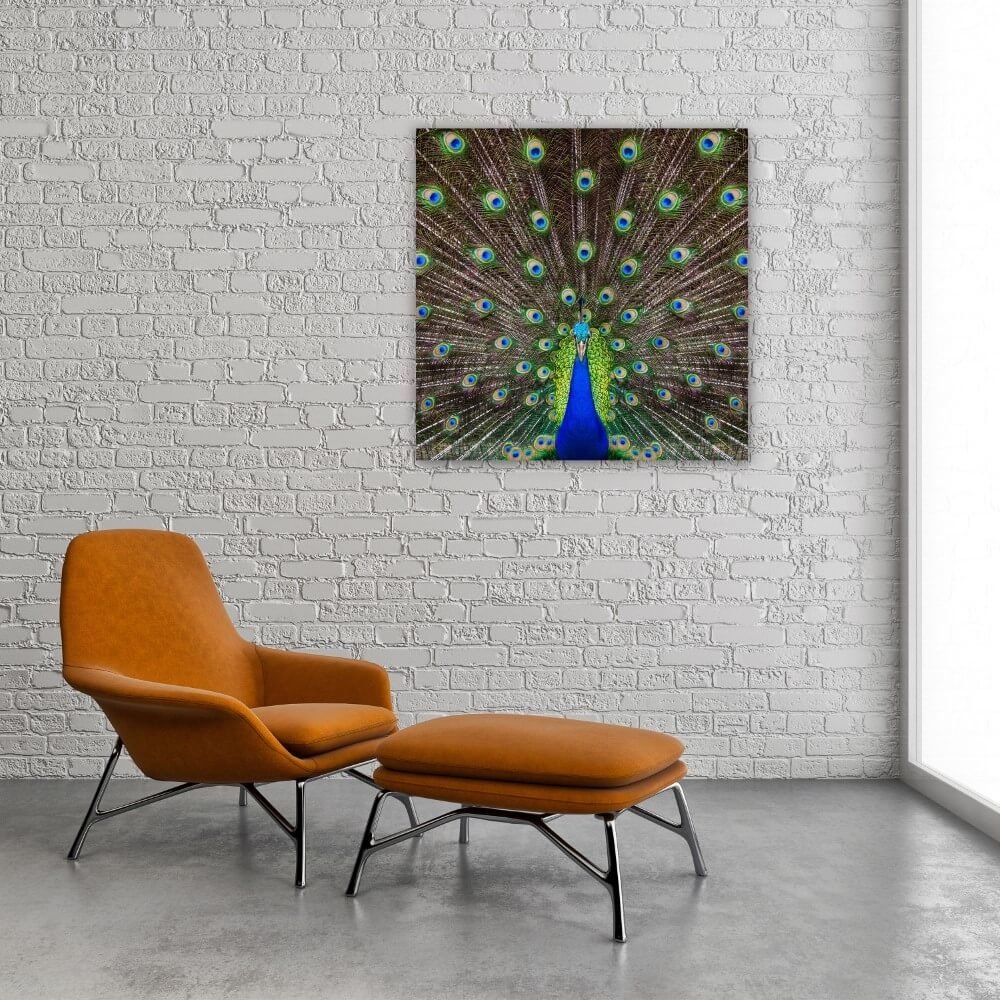 Schilderij Portret van een prachtige pauw | 80 x 80 cm glasschilderij Schilderij Portret van een prachtige pauw | 80 x 80 cm glasschilderij