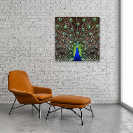 Schilderij Portret van een prachtige pauw | 80 x 80 cm glasschilderij Schilderij Portret van een prachtige pauw | 80 x 80 cm glasschilderij