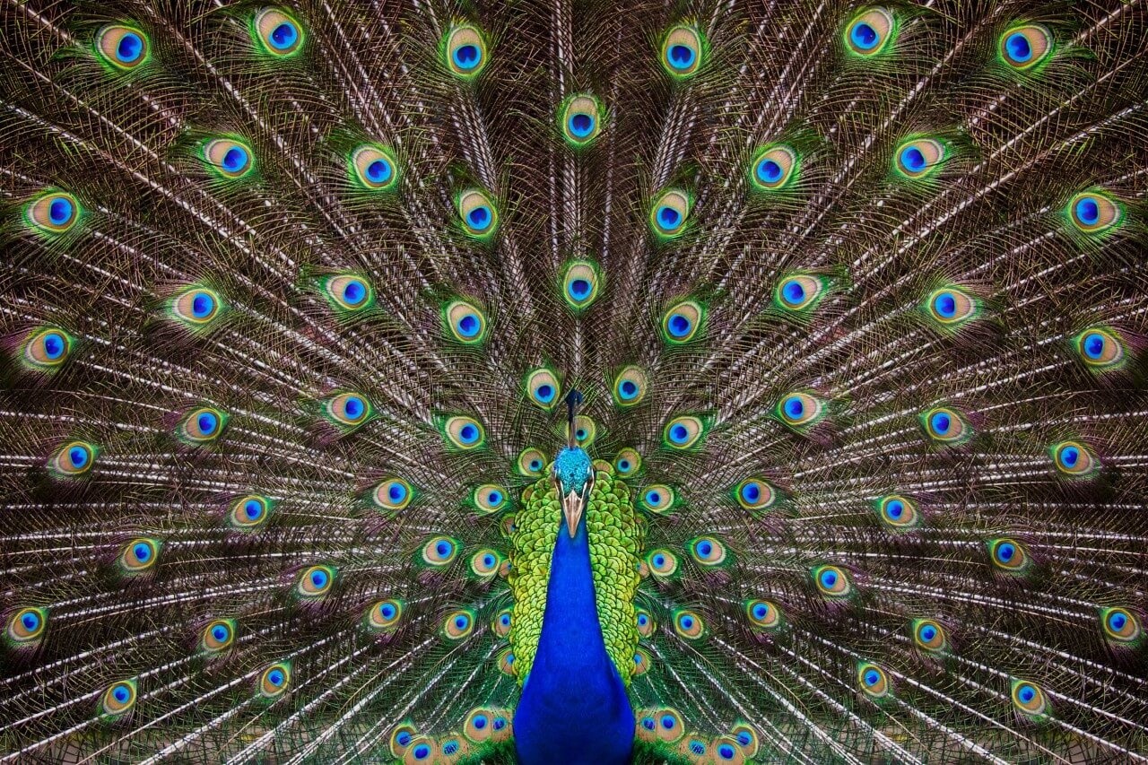 Schilderij Portret van een prachtige pauw | 150 x 100 cm glasschilderij Schilderij Portret van een prachtige pauw | 150 x 100 cm glasschilderij