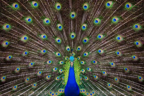 Schilderij Portret van een prachtige pauw | 150 x 100 cm glasschilderij Schilderij Portret van een prachtige pauw | 150 x 100 cm glasschilderij