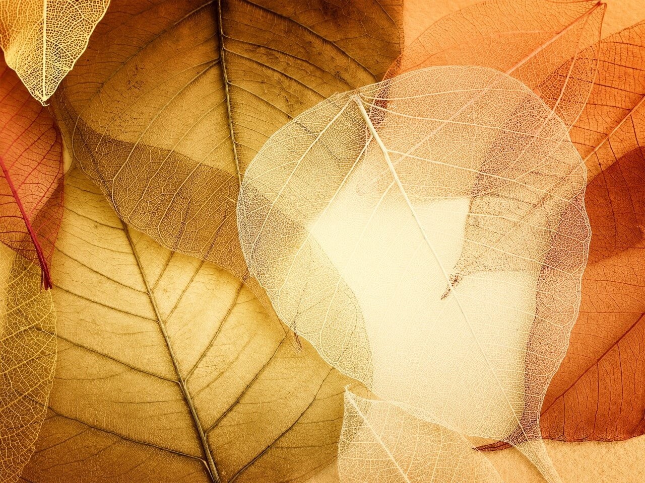 Schilderij Transparante en delicate bladeren | 120 x 90 cm glasschilderij Schilderij Transparante en delicate bladeren | 120 x 90 cm glasschilderij