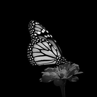 Glasschilderij vlinder - schilderij vlinder