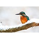 Kleurrijke ijsvogel in de winter | 60 x 40 cm Kleurrijke ijsvogel in de winter | 60 x 40 cm