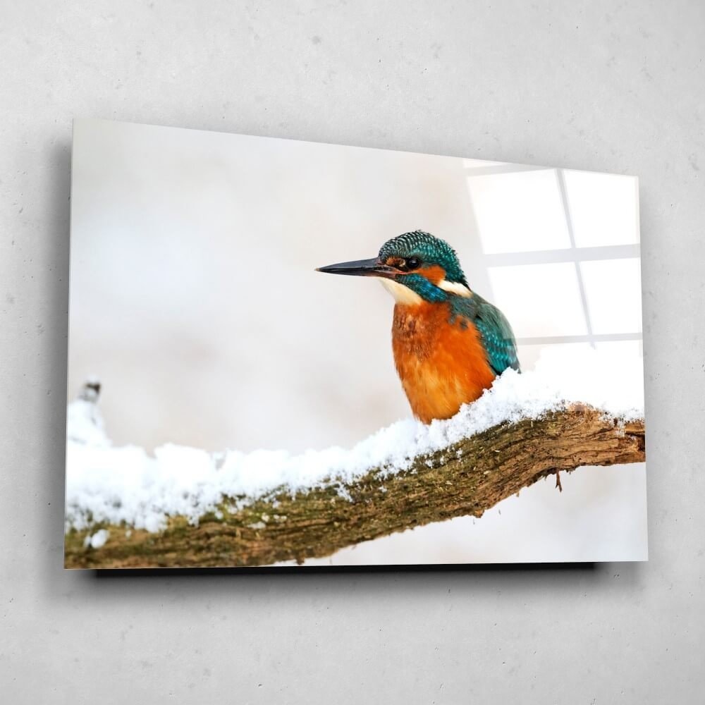 Schilderij Kleurrijke ijsvogel in de winter | 60 x 40 cm glasschilderij Schilderij Kleurrijke ijsvogel in de winter | 60 x 40 cm glasschilderij