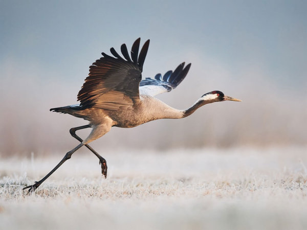 Schilderij Majestueuze kraanvogel klaar voor de start | 80 x 60 cm glasschilderij Schilderij Majestueuze kraanvogel klaar voor de start | 80 x 60 cm glasschilderij