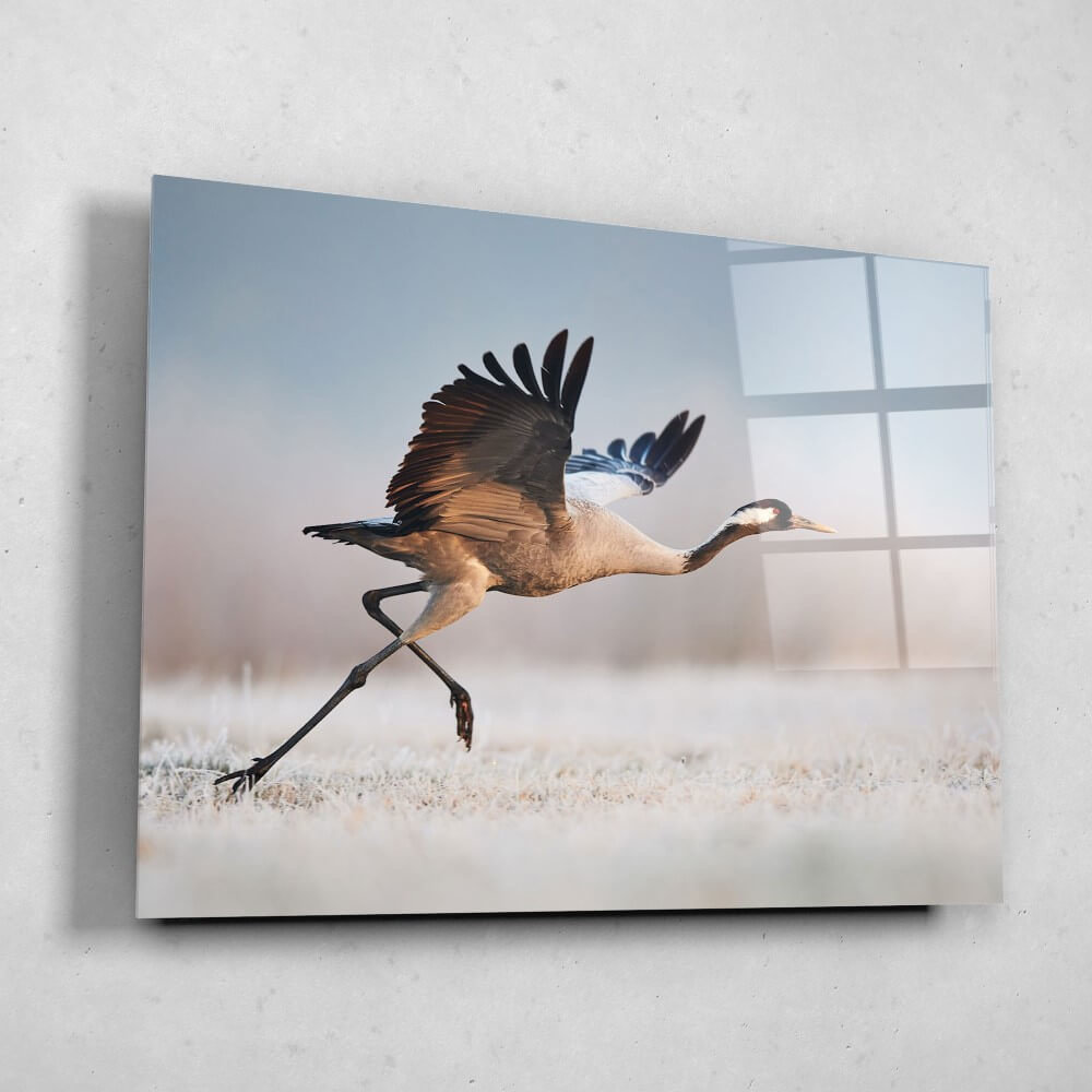 Schilderij Majestueuze kraanvogel klaar voor de start | 80 x 60 cm glasschilderij Schilderij Majestueuze kraanvogel klaar voor de start | 80 x 60 cm glasschilderij