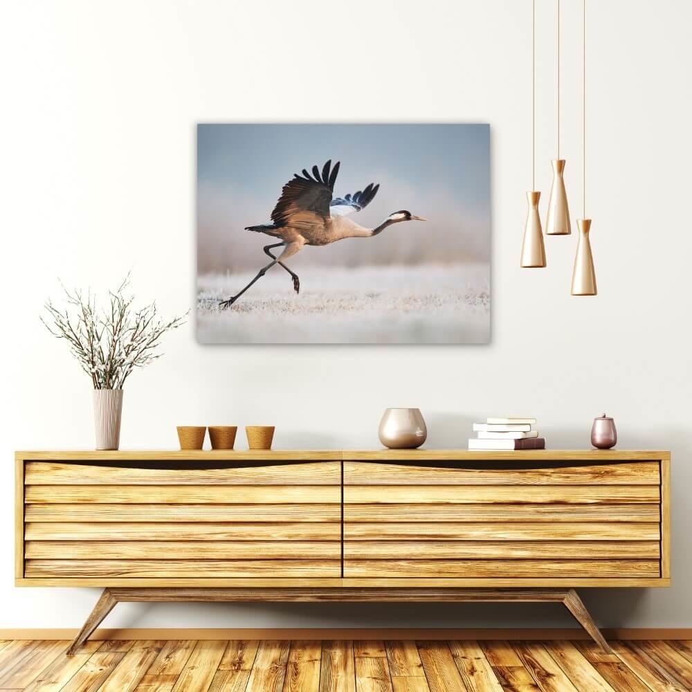 Schilderij Majestueuze kraanvogel klaar voor de start | 80 x 60 cm glasschilderij Schilderij Majestueuze kraanvogel klaar voor de start | 80 x 60 cm glasschilderij