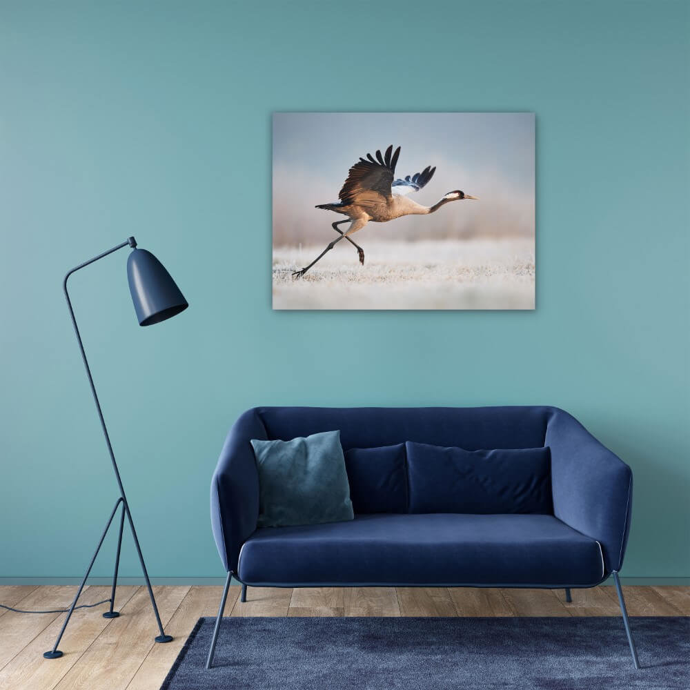 Schilderij Majestueuze kraanvogel klaar voor de start | 80 x 60 cm glasschilderij Schilderij Majestueuze kraanvogel klaar voor de start | 80 x 60 cm glasschilderij