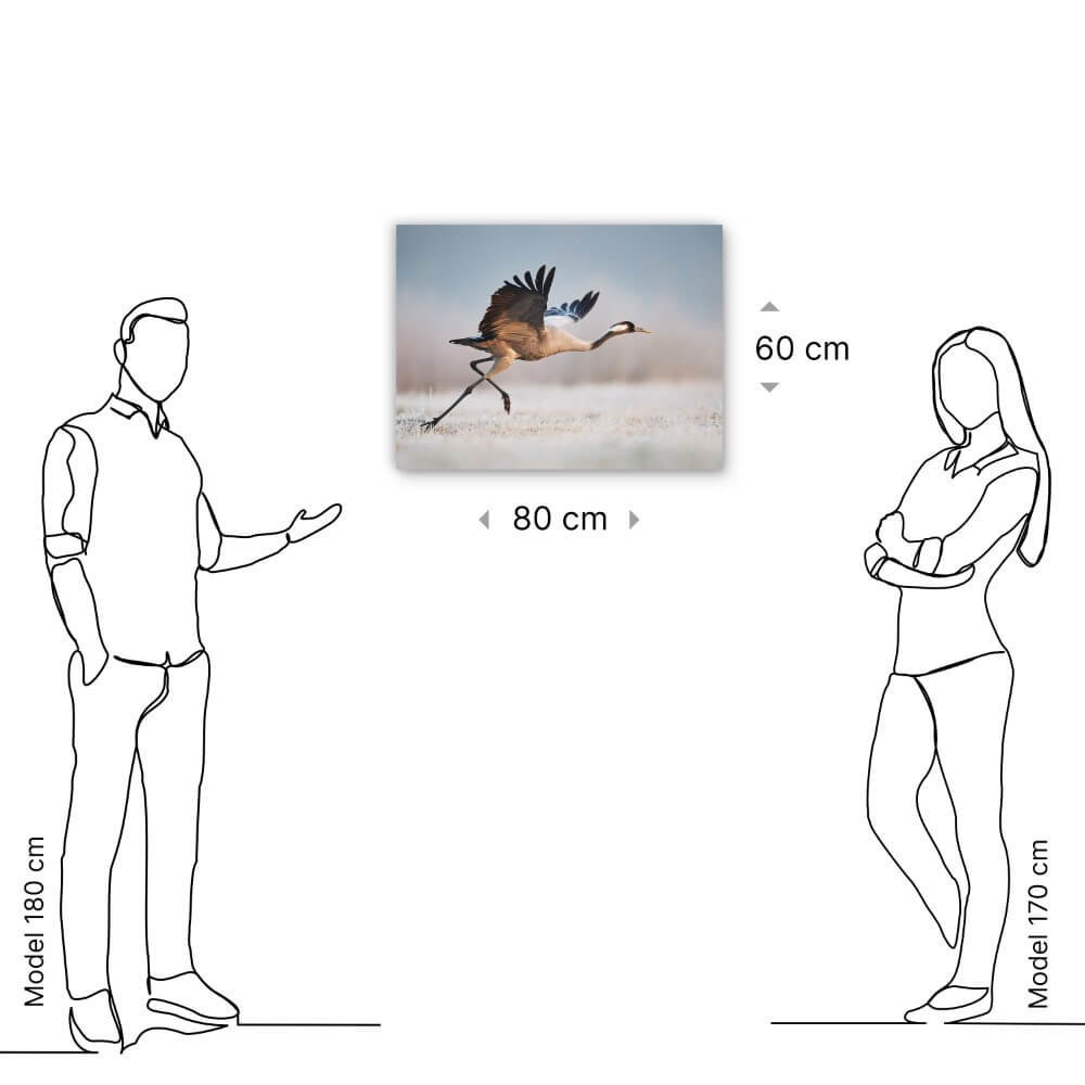 Schilderij Majestueuze kraanvogel klaar voor de start | 80 x 60 cm glasschilderij Schilderij Majestueuze kraanvogel klaar voor de start | 80 x 60 cm glasschilderij