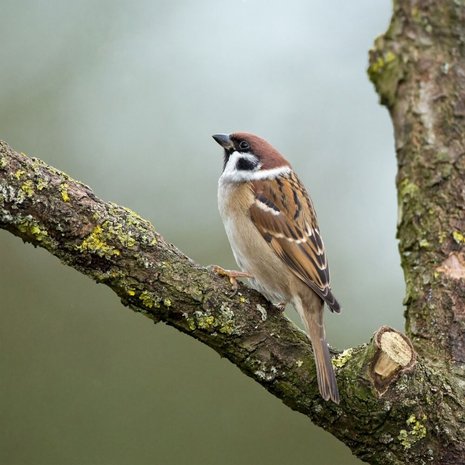Schilderij Rustige mus op een boomtak | 80 x 80 cm glasschilderij Schilderij Rustige mus op een boomtak | 80 x 80 cm glasschilderij