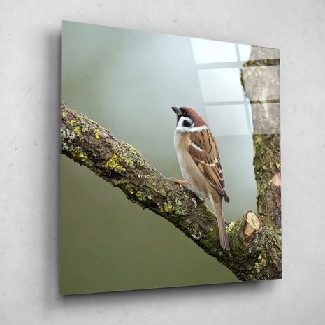 Schilderij Rustige mus op een boomtak | 80 x 80 cm glasschilderij Schilderij Rustige mus op een boomtak | 80 x 80 cm glasschilderij