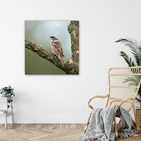 Schilderij Rustige mus op een boomtak | 80 x 80 cm glasschilderij Schilderij Rustige mus op een boomtak | 80 x 80 cm glasschilderij