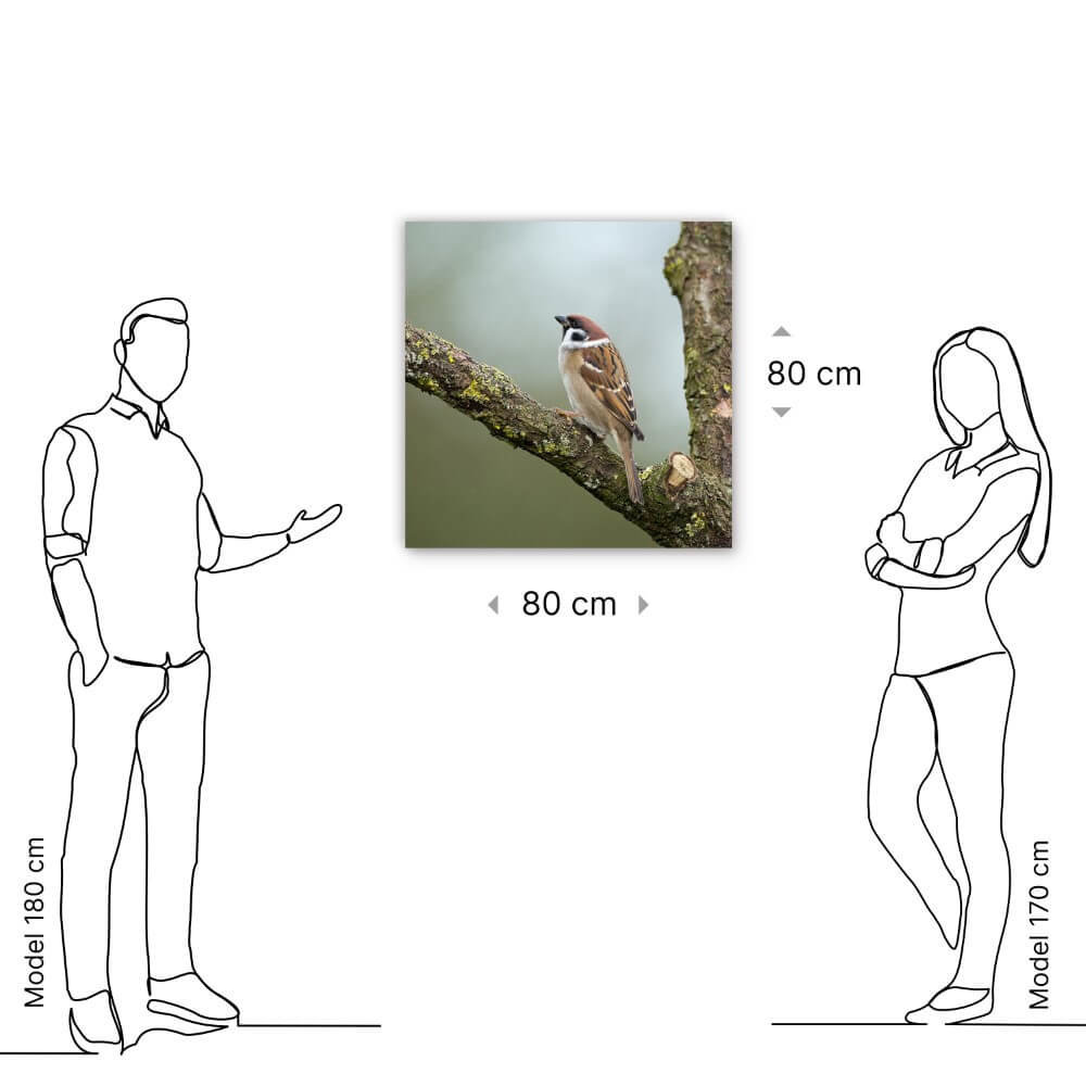 Schilderij Rustige mus op een boomtak | 80 x 80 cm glasschilderij Schilderij Rustige mus op een boomtak | 80 x 80 cm glasschilderij