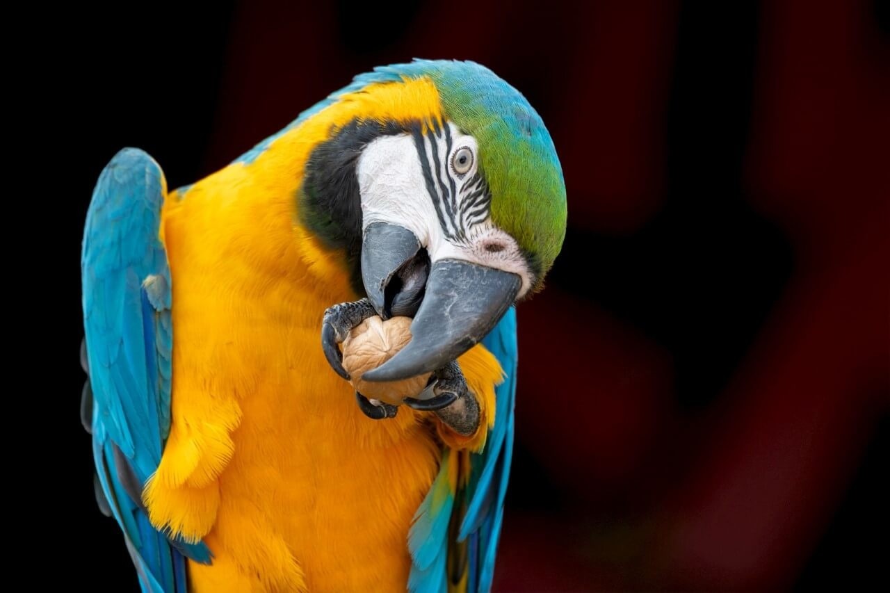 Schilderij Hongerige papegaai | 90 x 60 cm glasschilderij Schilderij Hongerige papegaai | 90 x 60 cm glasschilderij