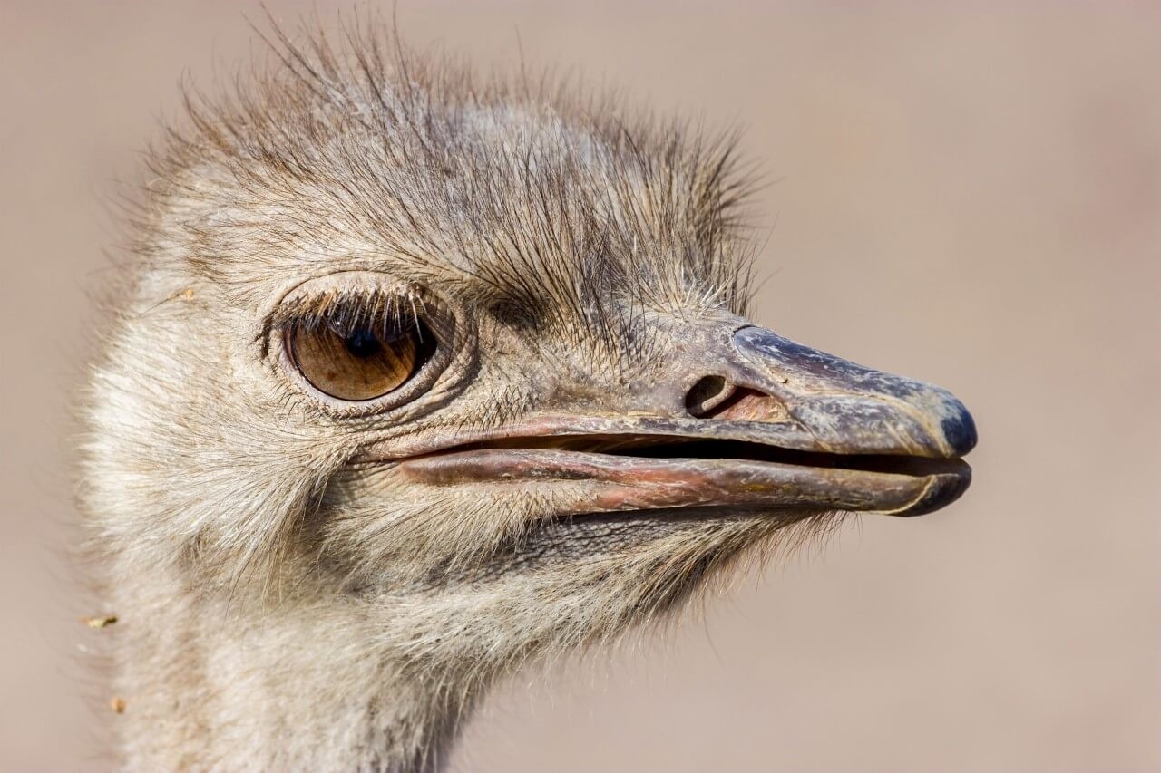 Schilderij Struisvogel van dichtbij | 150 x 100 cm glasschilderij Schilderij Struisvogel van dichtbij | 150 x 100 cm glasschilderij