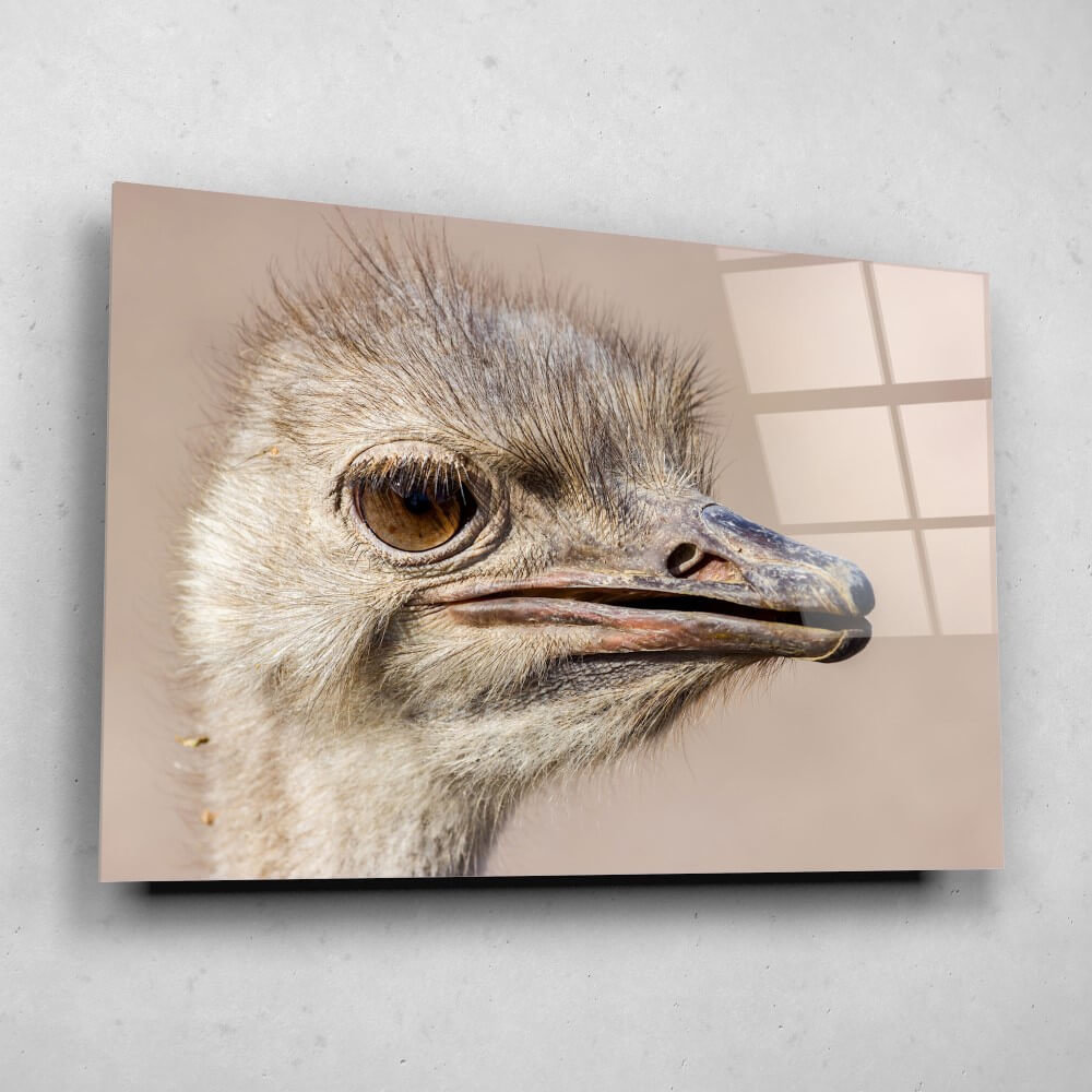 Schilderij Struisvogel van dichtbij | 150 x 100 cm glasschilderij Schilderij Struisvogel van dichtbij | 150 x 100 cm glasschilderij