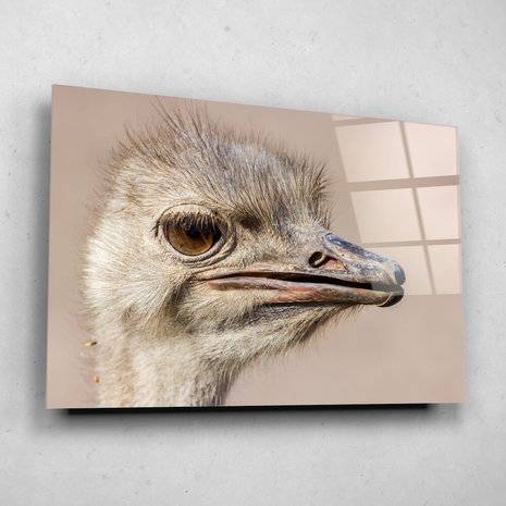 Schilderij Struisvogel van dichtbij | 150 x 100 cm glasschilderij Schilderij Struisvogel van dichtbij | 150 x 100 cm glasschilderij