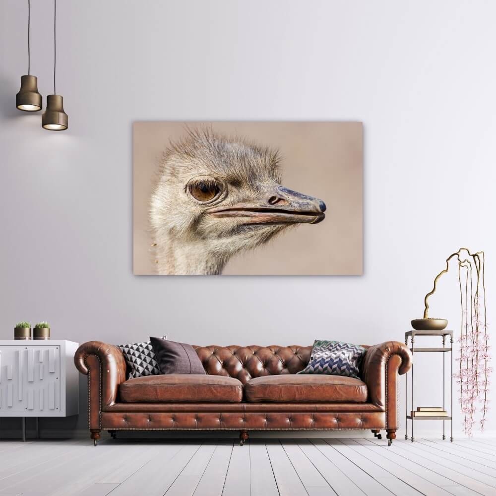 Schilderij Struisvogel van dichtbij | 150 x 100 cm glasschilderij Schilderij Struisvogel van dichtbij | 150 x 100 cm glasschilderij