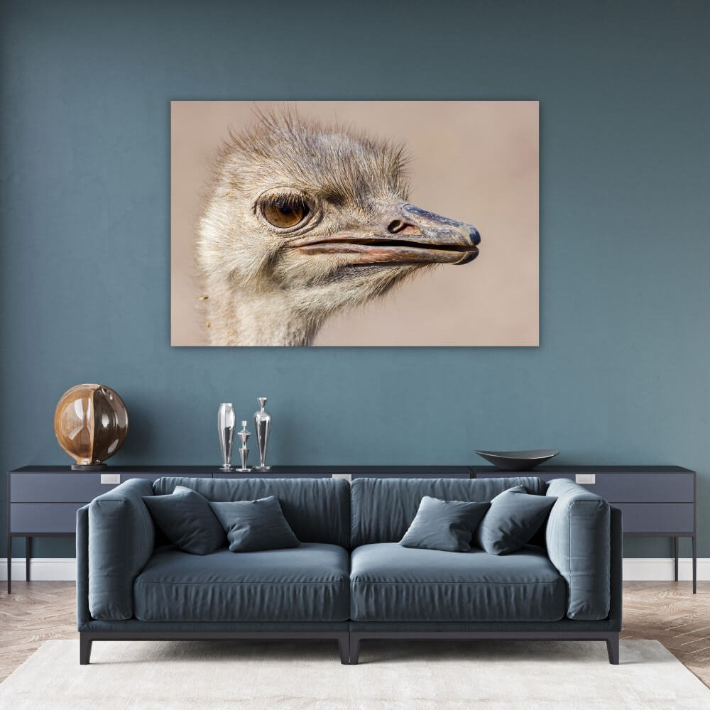 Schilderij Struisvogel van dichtbij | 150 x 100 cm glasschilderij Schilderij Struisvogel van dichtbij | 150 x 100 cm glasschilderij