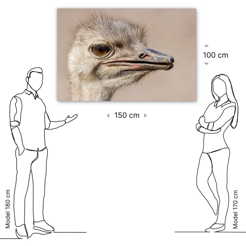 Schilderij Struisvogel van dichtbij | 150 x 100 cm glasschilderij Schilderij Struisvogel van dichtbij | 150 x 100 cm glasschilderij