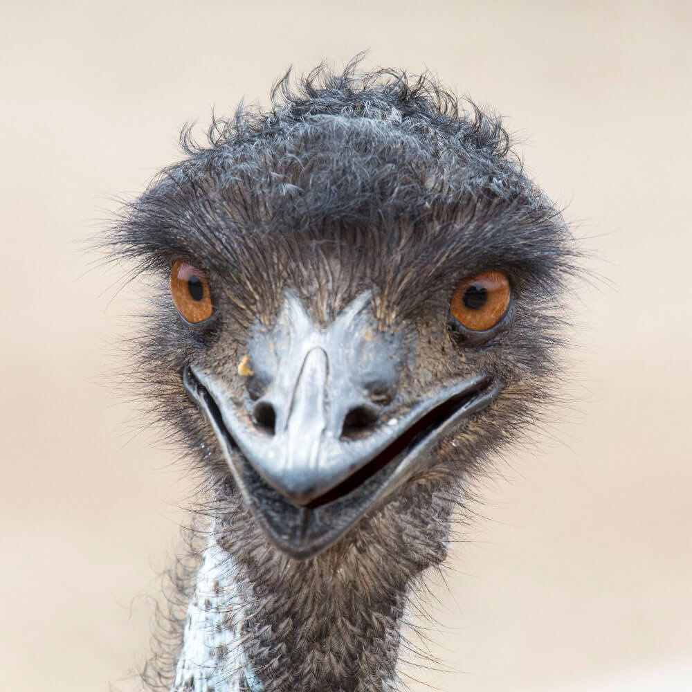 Betoverende struisvogel blik Betoverende struisvogel blik