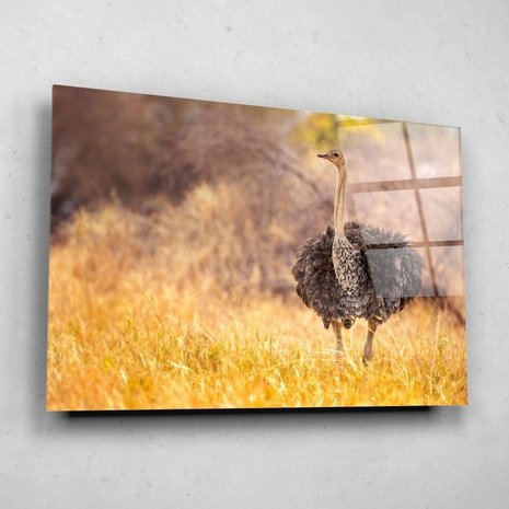 Schilderij Beeldschone struisvogel in de natuur | 90 x 60 cm glasschilderij Schilderij Beeldschone struisvogel in de natuur | 90 x 60 cm glasschilderij