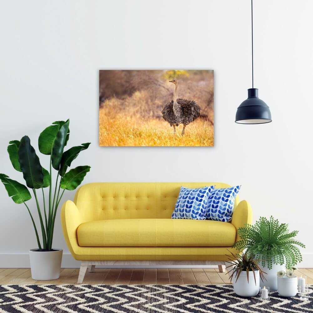 Schilderij Beeldschone struisvogel in de natuur | 90 x 60 cm glasschilderij Schilderij Beeldschone struisvogel in de natuur | 90 x 60 cm glasschilderij