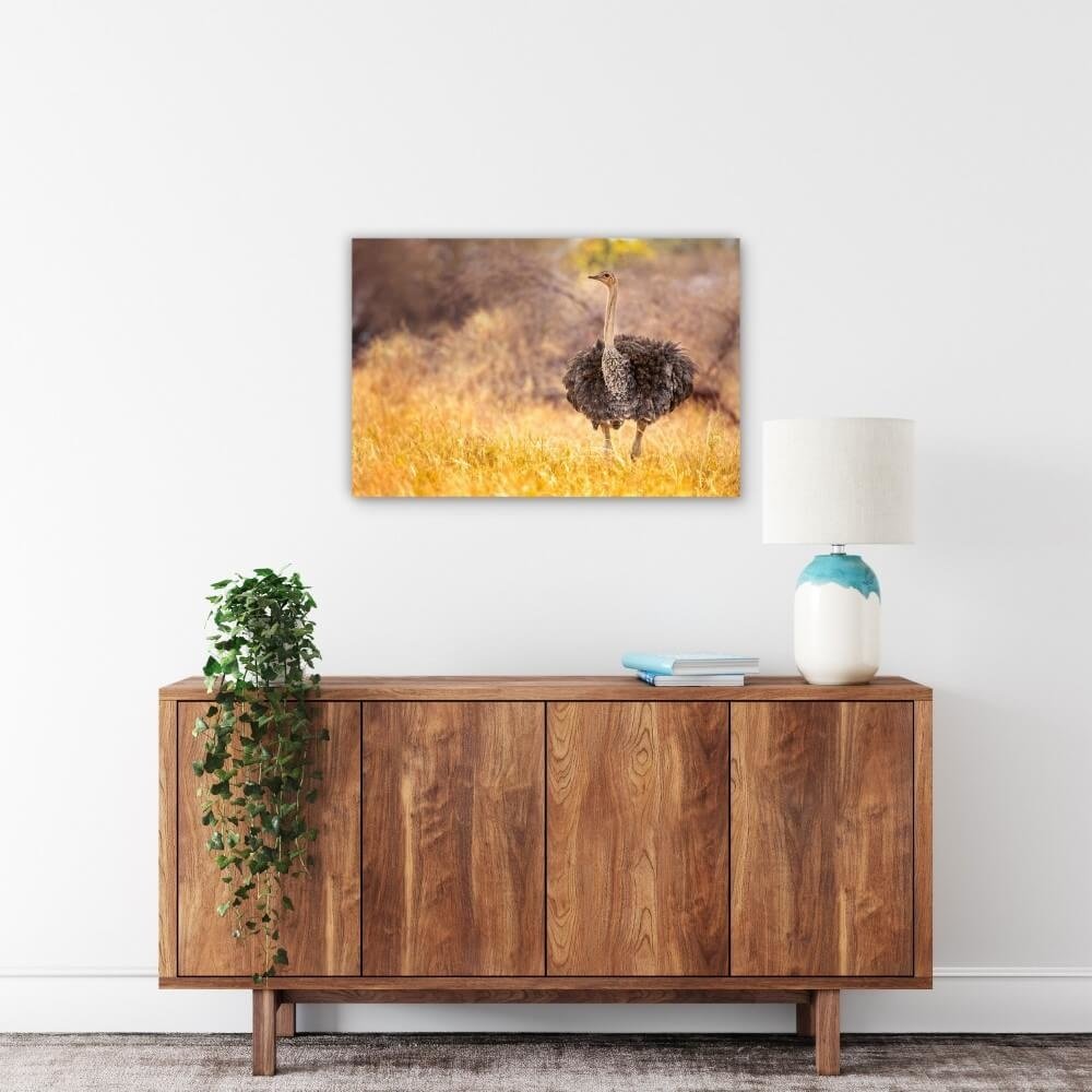 Schilderij Beeldschone struisvogel in de natuur | 90 x 60 cm glasschilderij Schilderij Beeldschone struisvogel in de natuur | 90 x 60 cm glasschilderij