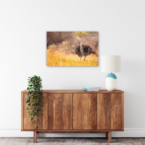 Schilderij Beeldschone struisvogel in de natuur | 90 x 60 cm glasschilderij Schilderij Beeldschone struisvogel in de natuur | 90 x 60 cm glasschilderij